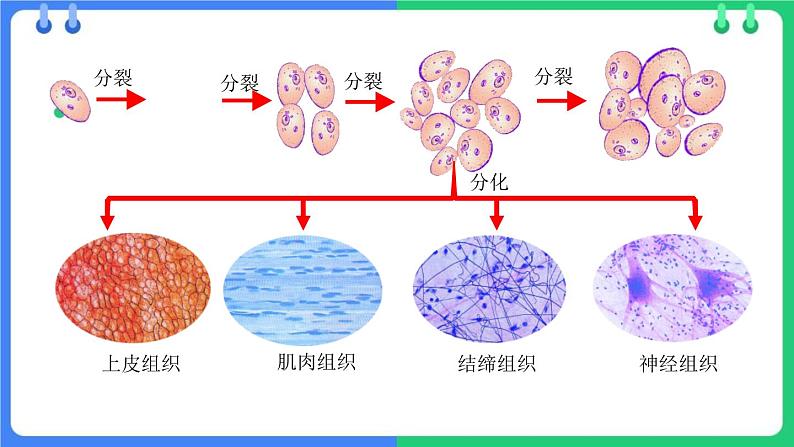 北师大版（2024）七年级生物上册2.3.2细胞分化形成组织精品ppt课件第6页