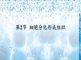 北师大版（2024）七年级生物上册2.3.2细胞分化形成组织ppt精品课件