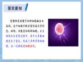 北师大版（2024）七年级生物上册2.3.2细胞分化形成组织ppt精品课件