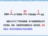 北师大版（2024）七年级生物上册2.3.2细胞分化形成组织ppt精品课件