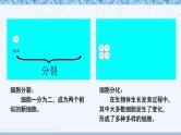 北师大版（2024）七年级生物上册2.3.2细胞分化形成组织ppt精品课件