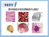 北师大版（2024）七年级生物上册2.3.2细胞分化形成组织ppt精品课件
