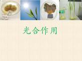 北师大版（2024）七年级生物上册3.4.1光合作用课件