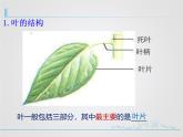 北师大版（2024）七年级生物上册3.4.1光合作用ppt课件