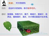 北师大版（2024）七年级生物上册3.4.1光合作用ppt课件