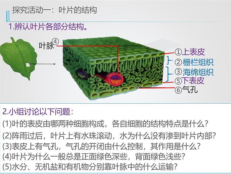 北师大版（2024）七年级生物上册3.4.1光合作用ppt课件第7页