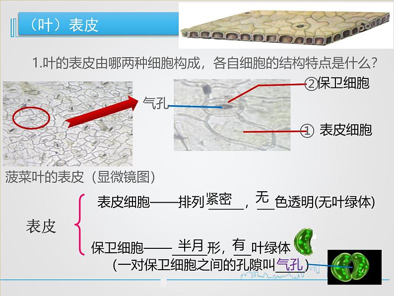 北师大版（2024）七年级生物上册3.4.1光合作用ppt课件第8页