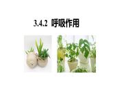 北师大版（2024）七年级生物上册3.4.2呼吸作用精品课件