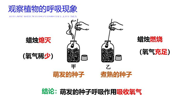 北师大版（2024）七年级生物上册3.4.2呼吸作用精品课件第4页