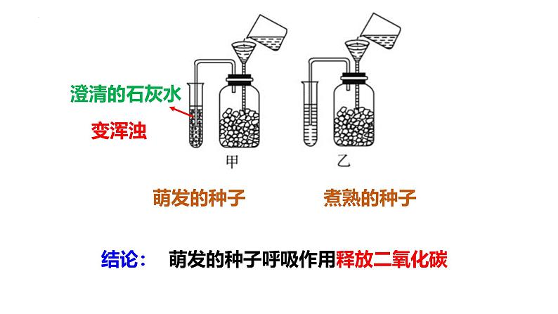 北师大版（2024）七年级生物上册3.4.2呼吸作用精品课件第5页