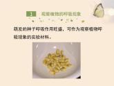 北师大版（2024）七年级生物上册3.4.2呼吸作用ppt课件