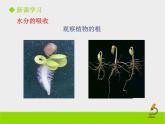 北师大版（2024）七年级生物上册3.4.3吸收作用课件