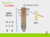 北师大版（2024）七年级生物上册3.4.3吸收作用课件