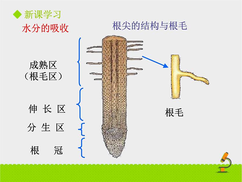 北师大版（2024）七年级生物上册3.4.3吸收作用课件第5页