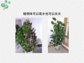 北师大版（2024）七年级生物上册3.4.3吸收作用精品ppt课件