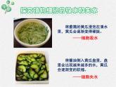 北师大版（2024）七年级生物上册3.4.3吸收作用精品ppt课件