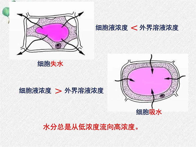 北师大版（2024）七年级生物上册3.4.3吸收作用精品ppt课件第7页