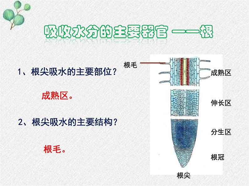 北师大版（2024）七年级生物上册3.4.3吸收作用精品ppt课件第8页