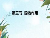北师大版（2024）七年级生物上册3.4.3吸收作用ppt精品课件