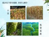 北师大版（2024）七年级生物上册3.4.3吸收作用ppt精品课件
