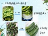 北师大版（2024）七年级生物上册3.4.3吸收作用ppt精品课件