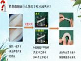 北师大版（2024）七年级生物上册3.4.3吸收作用ppt精品课件