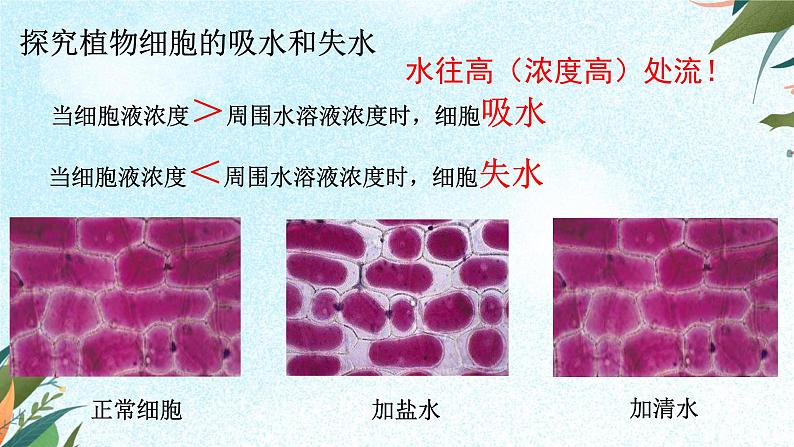 北师大版（2024）七年级生物上册3.4.3吸收作用ppt精品课件第7页