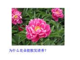 北师大版（2024）七年级生物上册1.1.2生物学是研究生命的科学课件