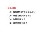 北師大版（2024）七年級(jí)生物上冊(cè)2.3.1細(xì)胞通過(guò)分裂而增殖課件