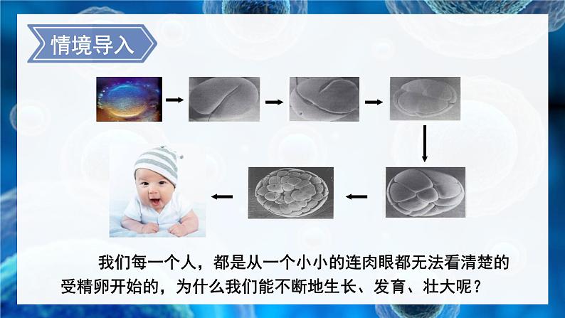 北师大版（2024）七年级生物上册2.3.1细胞通过分裂而增殖课件第2页