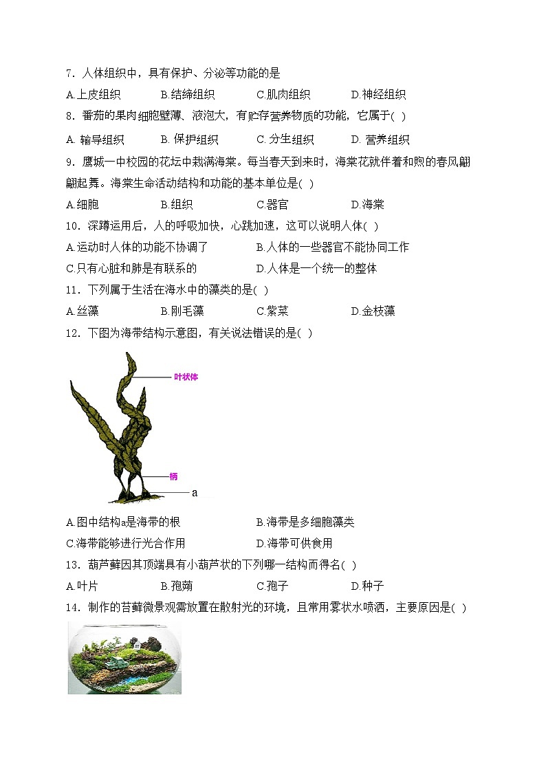 承德市鹰手营子矿区第一中学2024-2025学年七年级上学期第二次月考生物试卷(含答案)第2页