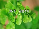 北师大版（2024）七年级生物上册3.4.4运输作用精品课件