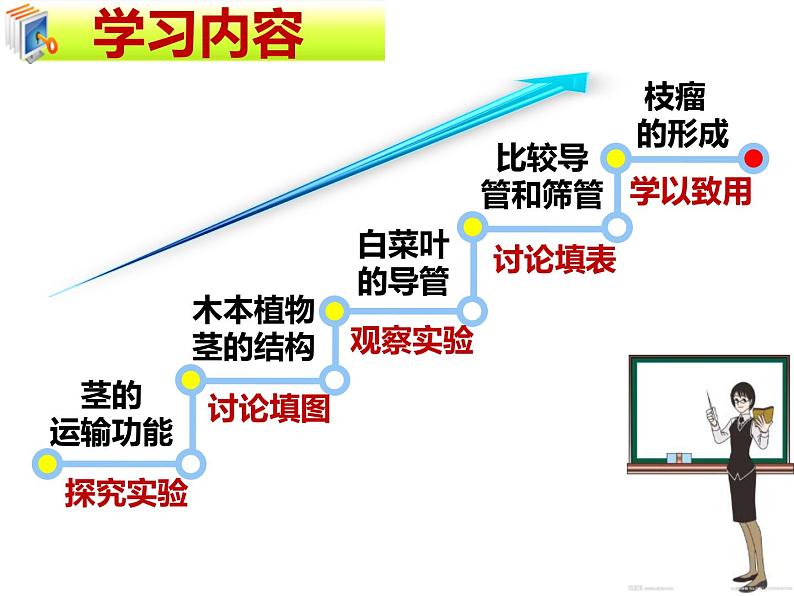 北师大版（2024）七年级生物上册3.4.4运输作用精品ppt课件第4页