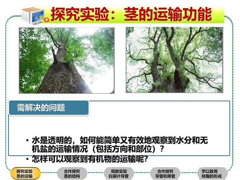 北师大版（2024）七年级生物上册3.4.4运输作用精品ppt课件第5页