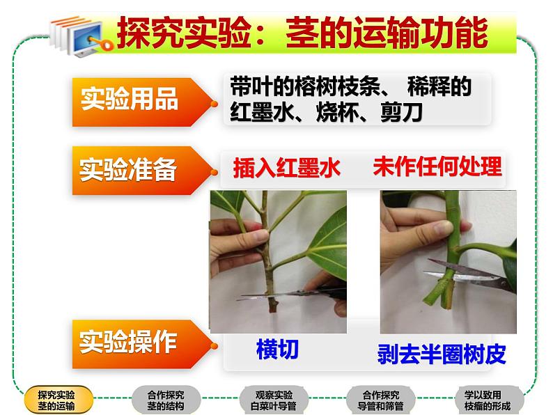 北师大版（2024）七年级生物上册3.4.4运输作用精品ppt课件第6页