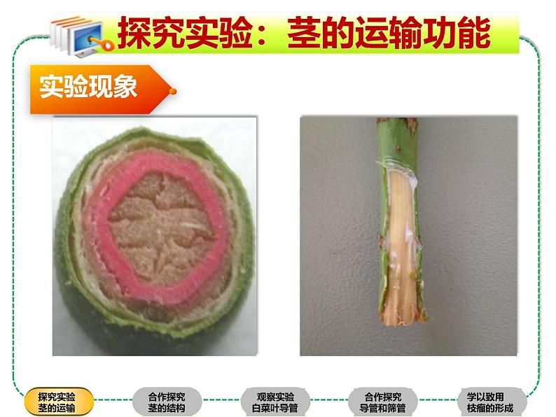 北师大版（2024）七年级生物上册3.4.4运输作用精品ppt课件第8页