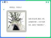 北师大版（2024）七年级生物上册3.4.4运输作用ppt课件