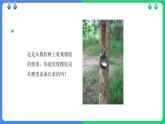 北师大版（2024）七年级生物上册3.4.4运输作用ppt课件