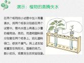 北师大版（2024）七年级生物上册3.4.5蒸腾作用ppt课件