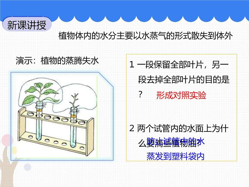 北师大版（2024）七年级生物上册3.4.5蒸腾作用ppt精品课件第3页