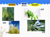 北师大版（2024）七年级生物上册3.4.5蒸腾作用ppt精品课件