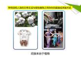 北师大版（2024）七年级生物上册3.4.6植物在生物圈中的作用ppt精品课件
