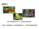 北师大版（2024）七年级生物上册3.5.1种子萌发形成幼苗课件ppt