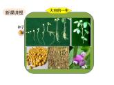 北师大版（2024）七年级生物上册3.5.1种子萌发形成幼苗课件ppt