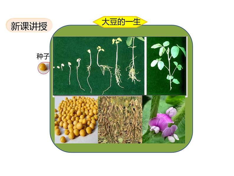 北师大版（2024）七年级生物上册3.5.1种子萌发形成幼苗课件ppt第3页