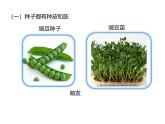 北师大版（2024）七年级生物上册3.5.1种子萌发形成幼苗课件ppt