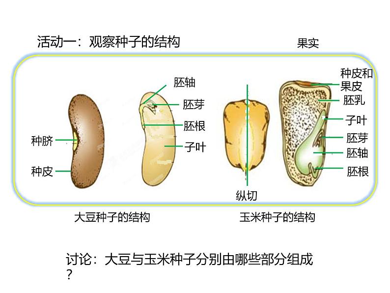 北师大版（2024）七年级生物上册3.5.1种子萌发形成幼苗课件ppt第5页