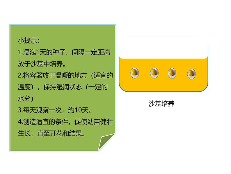 北师大版（2024）七年级生物上册3.5.1种子萌发形成幼苗课件ppt第7页