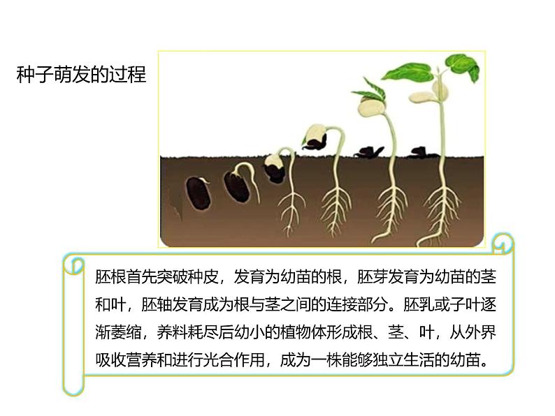 北师大版（2024）七年级生物上册3.5.1种子萌发形成幼苗课件ppt第8页