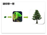 北师大版（2024）七年级生物上册3.5.1种子萌发形成幼苗精品课件ppt